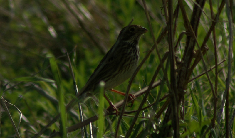altro aiuto altro passeriforme